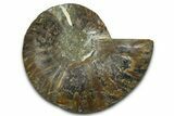Cut & Polished Ammonite Fossil (Half) - Madagascar #377607-1
